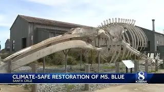 Iconic blue whale skeleton in Santa Cruz gets eco-friendly restoration