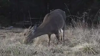 Idaho Fish and Game seeks public input on updated strategic plan