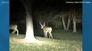 Idaho Fish & Game have suspect vehicle in deer poaching case