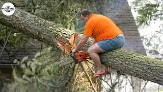 Idiots With Chainsaws: Tree Cutting Fails | Extreme Dangerous Logging Truck Fails #29