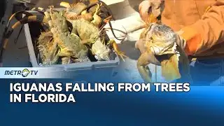 Iguanas Fall From Trees as Florida Faces Cold Snap