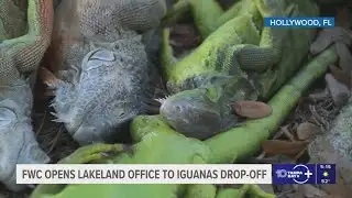 Iguanas falling from trees in Florida can be brought to Lakeland collection site