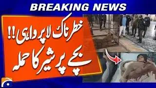 Illegally Kept Lion Attacks Child While Playing Nearby | Geo News