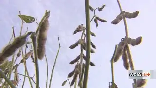 Illinois soybean industry faces crisis; Lawmaker calls for change