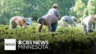 Immigration crackdown hits Minnesota farms | Talking Points