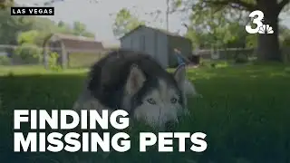 Increase in missing pets after July 4th sparks rescue efforts in Las Vegas
