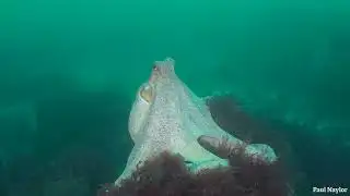 Incredible octopus encounters in UK seas in 2025