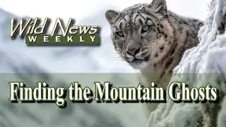 India’s First Ever Snow Leopard Census Completed: Wild News Weekly
