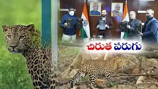 India’s leopard population increases by 60%, reaches 12,852 Govt report