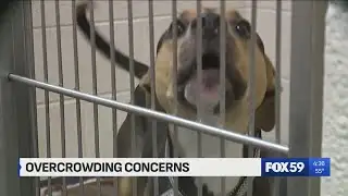 Indianapolis Animal Care Services out of space