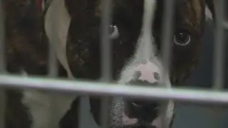 Indianapolis animal shelter filled beyond capacity