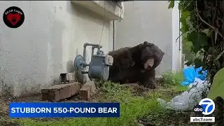 Infamous 550-lb black bear moves to 2 more homes after eviction from crawlspace