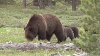 Info sought after grizzly bear shot near Libby