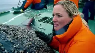 injured humpback whale, recued