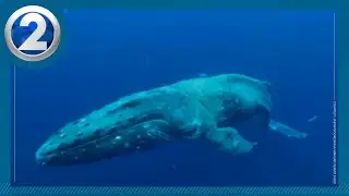 Injured humpback whale sighted off West Maui: NOAA asks for public help