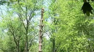 Injured man trapped in tree rescued