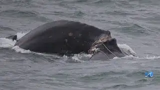 Injured whale spotted off VB coast