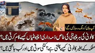 Inside an Ant Colony | How Ants Really Work | Ants’ Hidden World - News One Plus