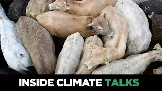 Inside Climate Talks: Can Pollution From Industrial Animal Agriculture Be Controlled?