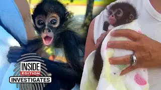 Inside Edition & CBS News Investigation Finds Spider Monkeys For Sale