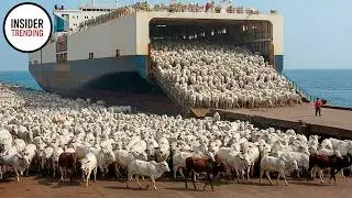 Inside Mega Factory : Brazil Makes Largest Cattle Transportation In History By Ship