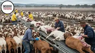 Inside Mega Factory : How Australia Processes 2.7 Million Goats Each Year ?