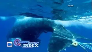 Instant Index: Humpback Whale Rescue Caught on Tape