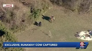 Interstate back open, several cattle still on the loose after crash in Oak Grove