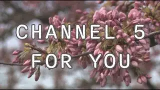 Interviewing Random People on The Street! - Channel 5 News