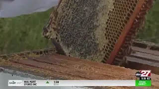 Invasive species bad for trees, good for honey bees