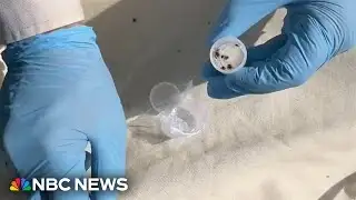 Invasive tick species poses new health risks