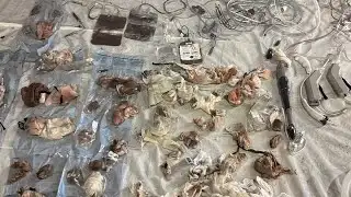 Investigation finds medical waste dumping at South Bay hospitals