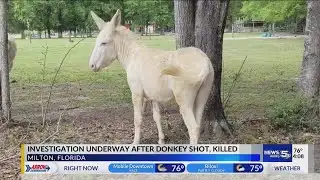 Investigation underway after donkey shot, killed