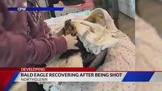 Investigators seek information after bald eagle shot in Northglenn