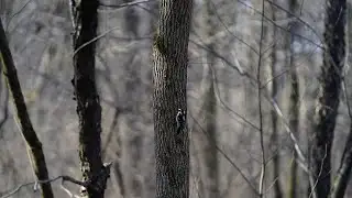 Iowa weather: No, your trees aren
