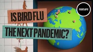 Is bird flu the next pandemic? The science so far.