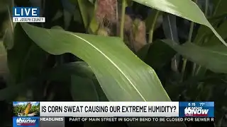 Is ‘corn sweat’ causing extreme humidity in Michiana?