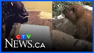 Island Marmot makes groundhog day prediction