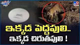 iSmart News: Here is a big tiger.. Here is a leopard! - TV9