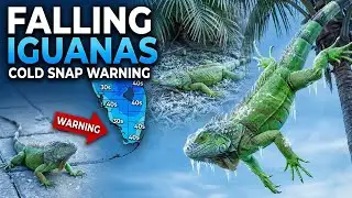 It’s Raining Iguanas in Florida — And This Is 100% Real”