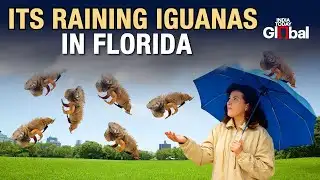 It’s Raining Iguanas in Florida! Authorities Issue Advisory