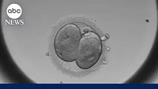 IVF in the spotlight