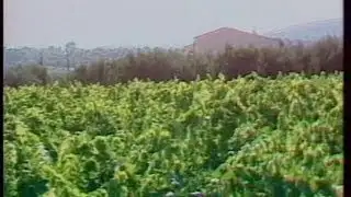 JA2 8 PM: BROADCAST OF AUGUST 12, 1981