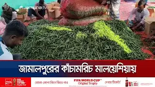 স্বাদ-গন্ধে অতুলনীয়, জামালপুরের কাঁচামরিচ যাচ্ছে মালয়েশিয়ায় | Jamalpur Green Chili | Jamuna TV