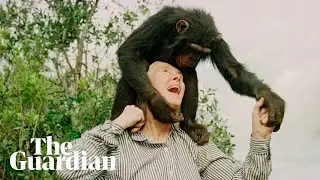 Jane Goodall: the conservationist who communed with chimps