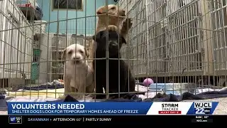 Jasper County rescue seeks temporary fosters as temperatures dip