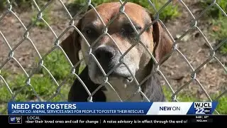 Jasper County rescue seeks temporary fosters as temperatures dip