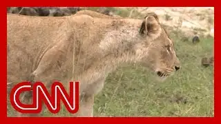 Jeff Corwin slams big game hunting decision as 