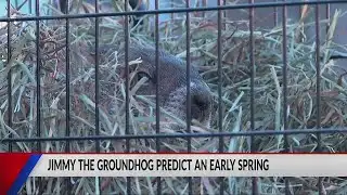 Jimmy The Groundhog Predicts an Early Spring