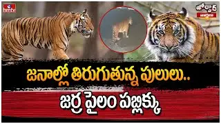 జనాల్లో తిరుగుతున్న పులులు.. జర్ర పైలం పబ్లిక్కు | Jordar Varthalu | hmtv